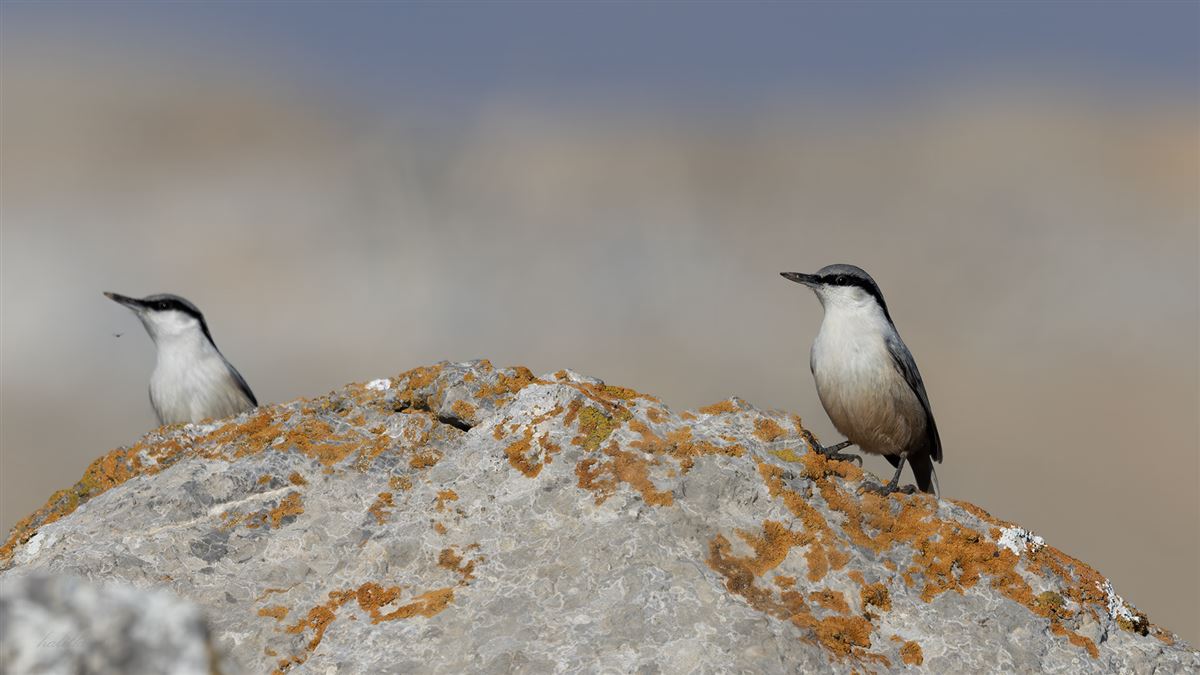 Western Rock Nuthatch