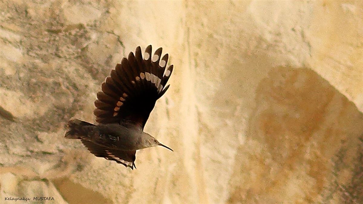 Wallcreeper
