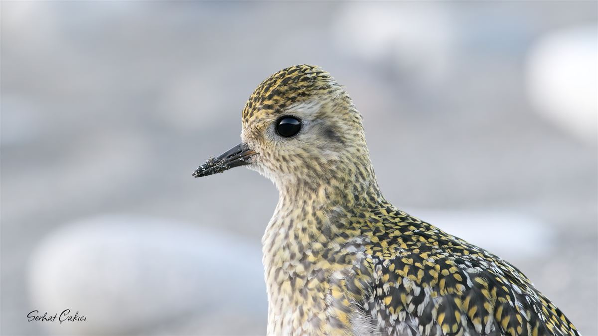 European Golden Plover