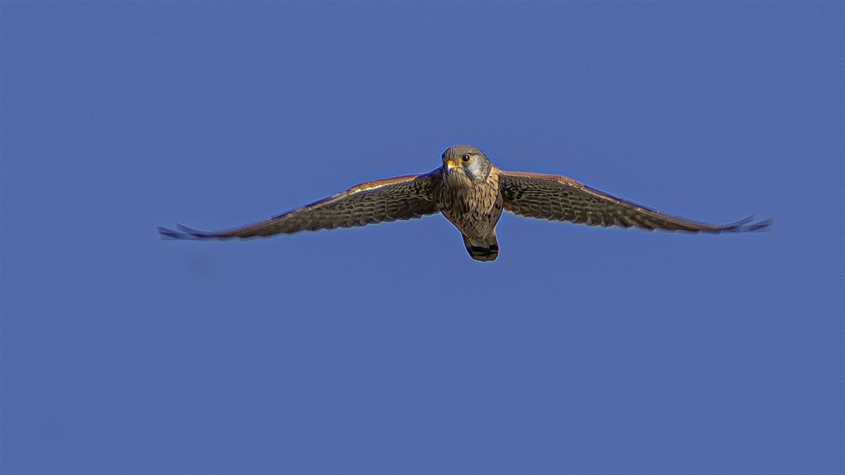 Common Kestrel