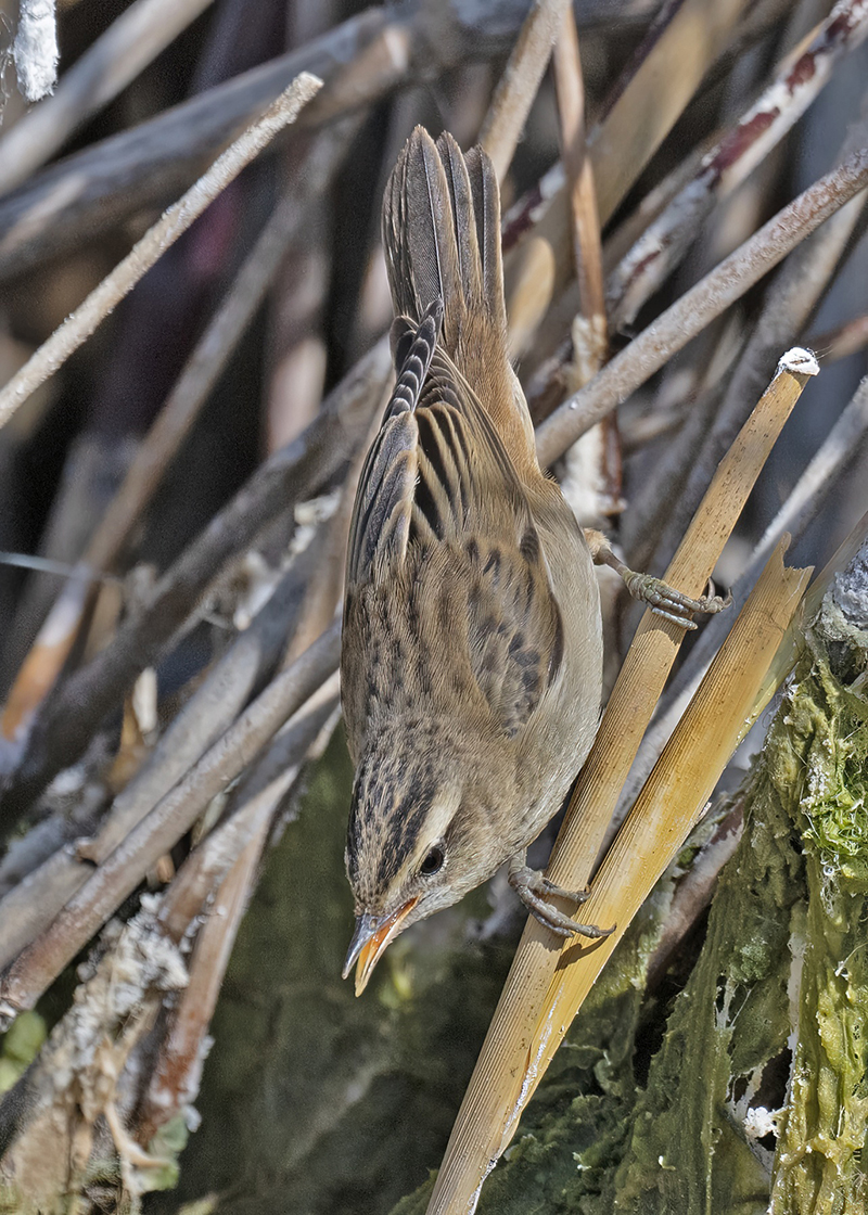 Sedge Warbler