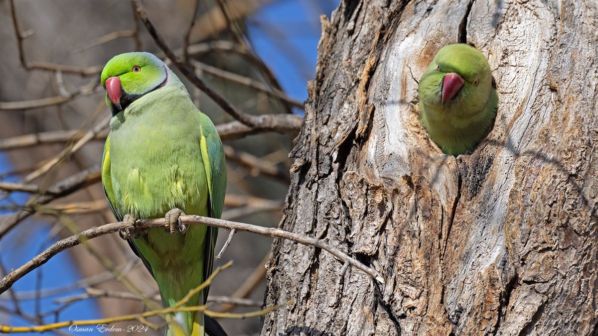 Rose-ringed Parakeet