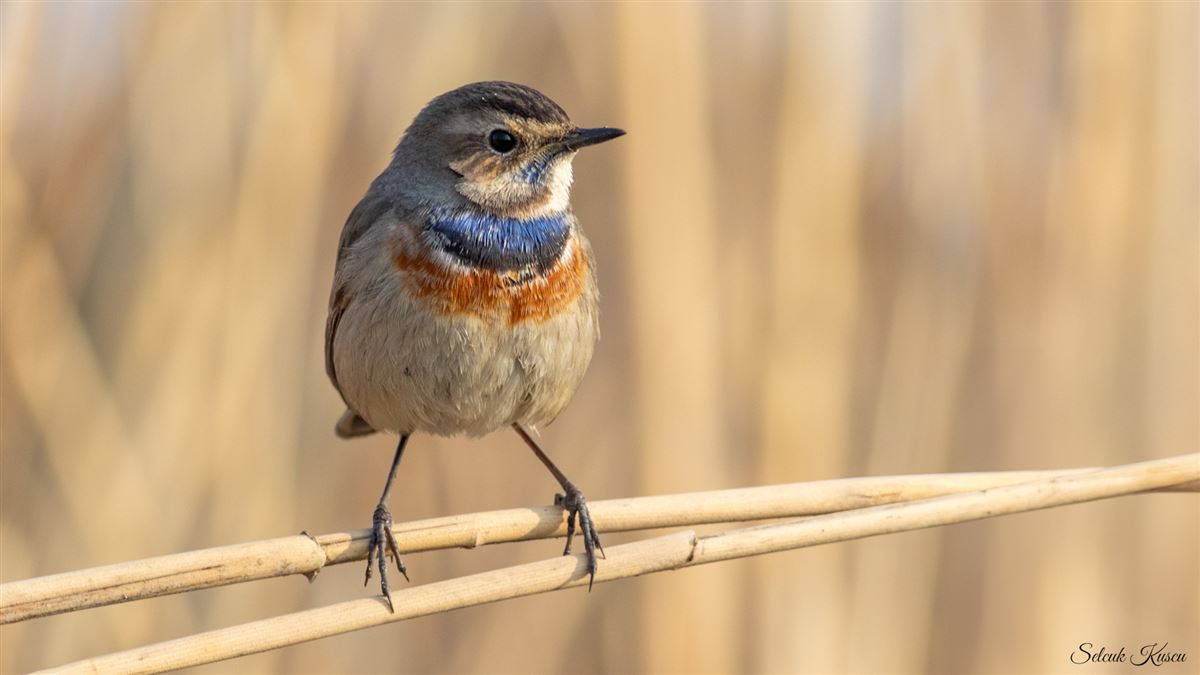 Bluethroat
