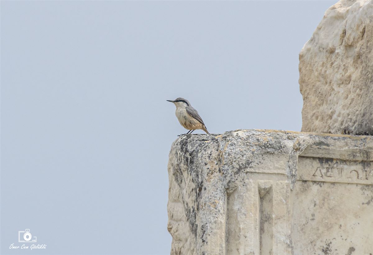 Western Rock Nuthatch