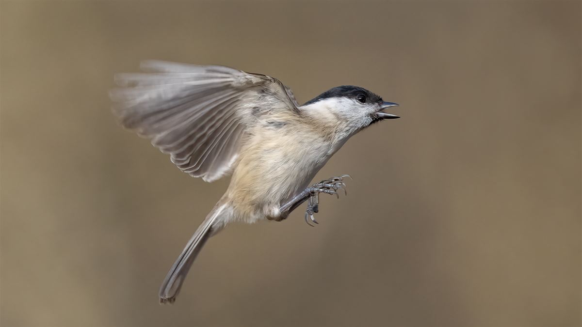 Marsh Tit