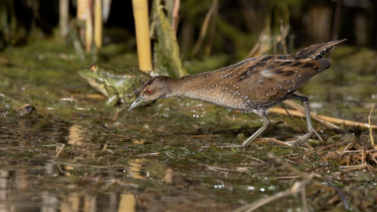 Baillon`s Crake
