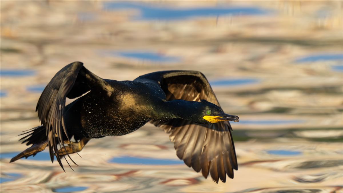 European Shag
