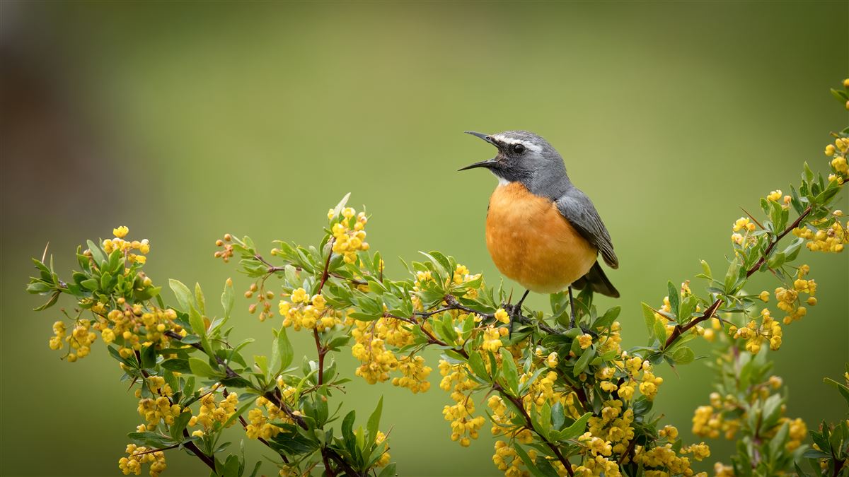 White-throated Robin
