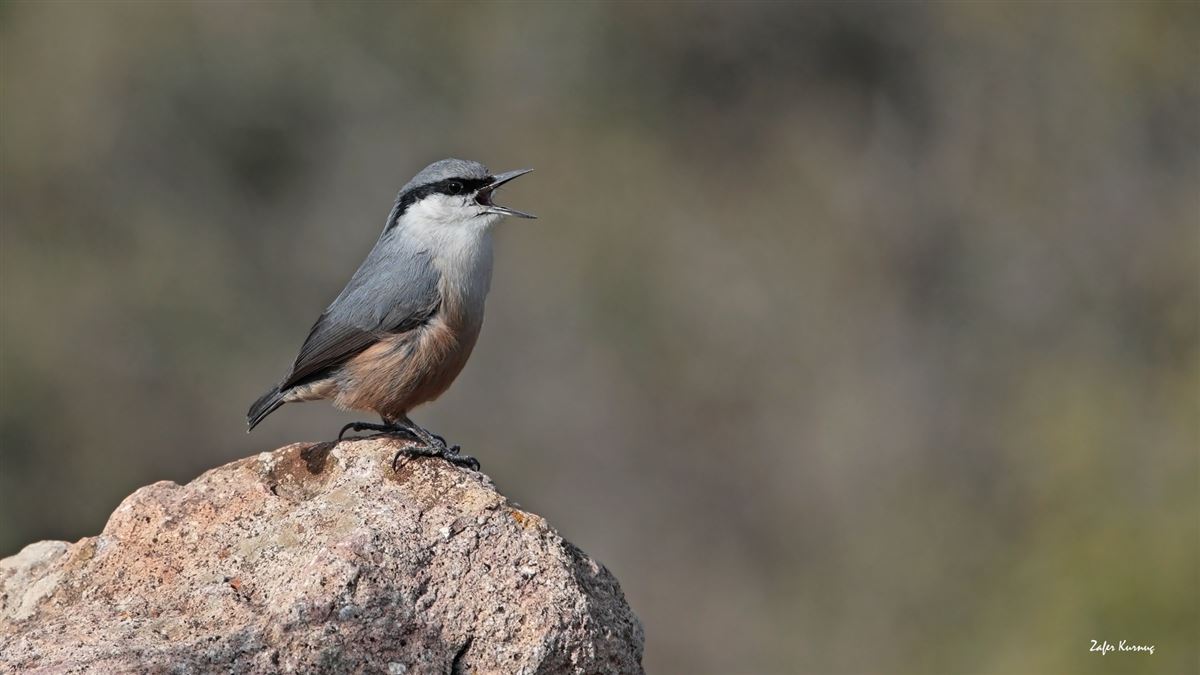 Western Rock Nuthatch