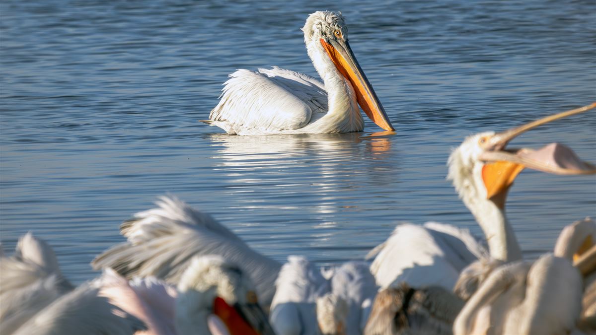 Dalmatian Pelican