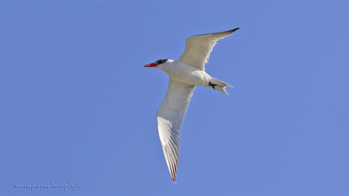 Caspian Tern