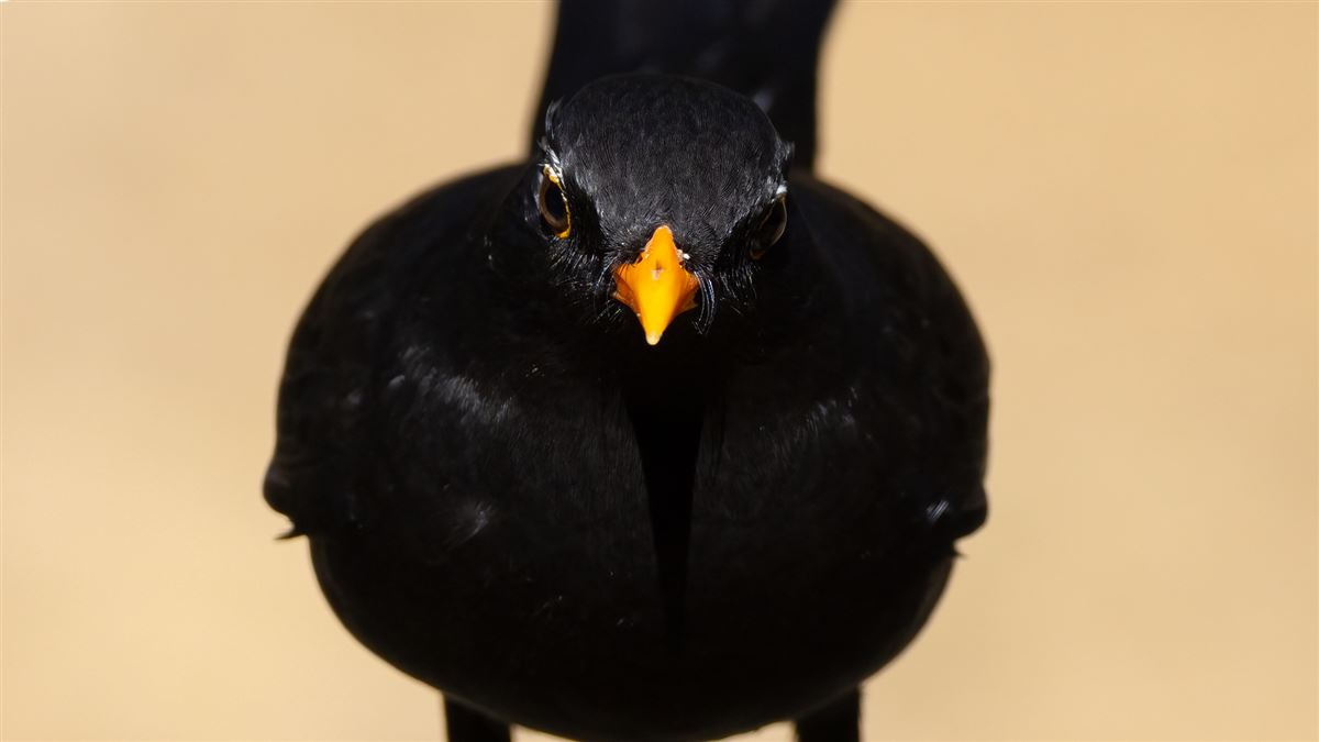 Common Blackbird