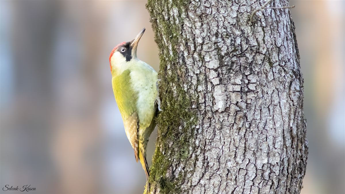 European Green Woodpecker