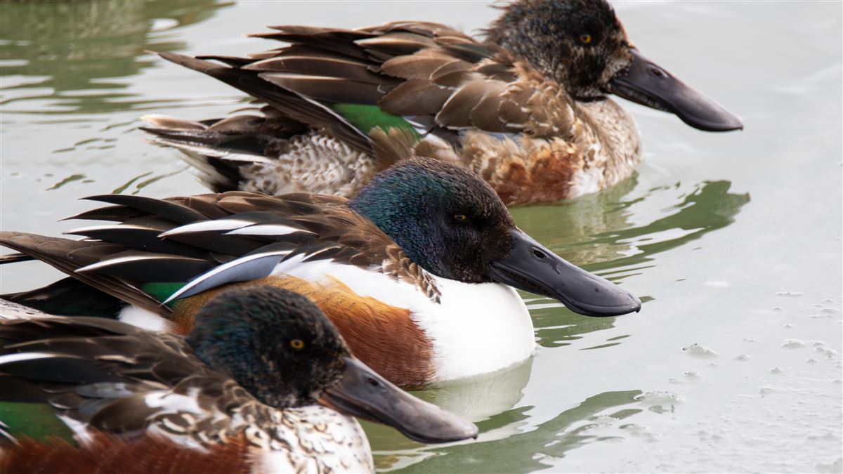 Northern Shoveler