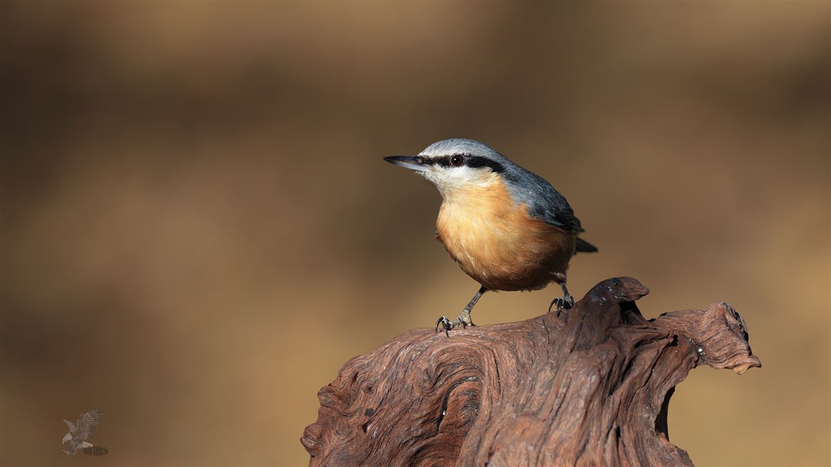 Eurasian Nuthatch