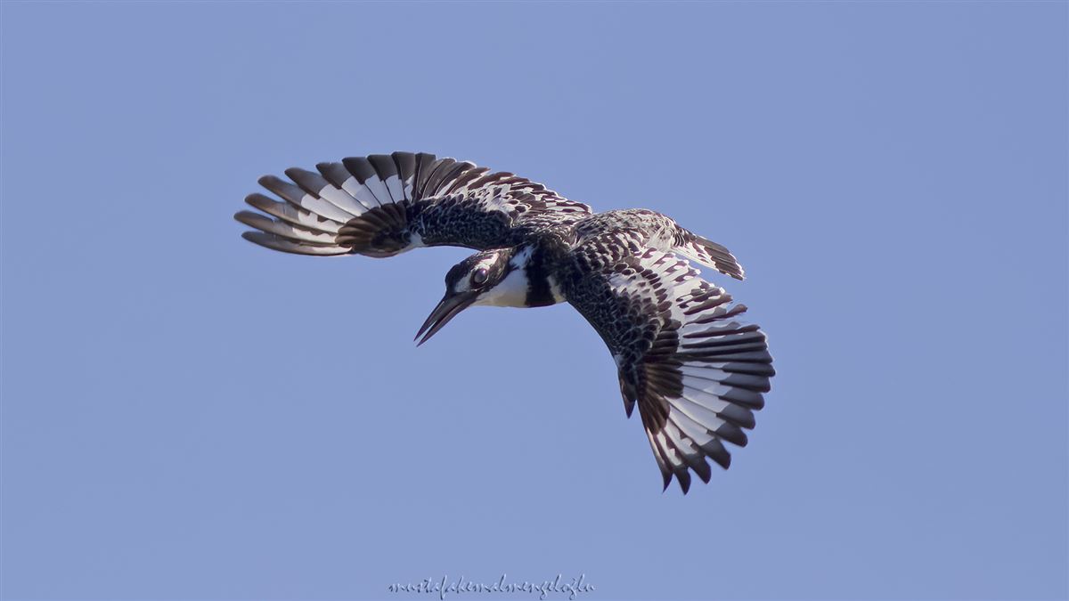 Pied Kingfisher
