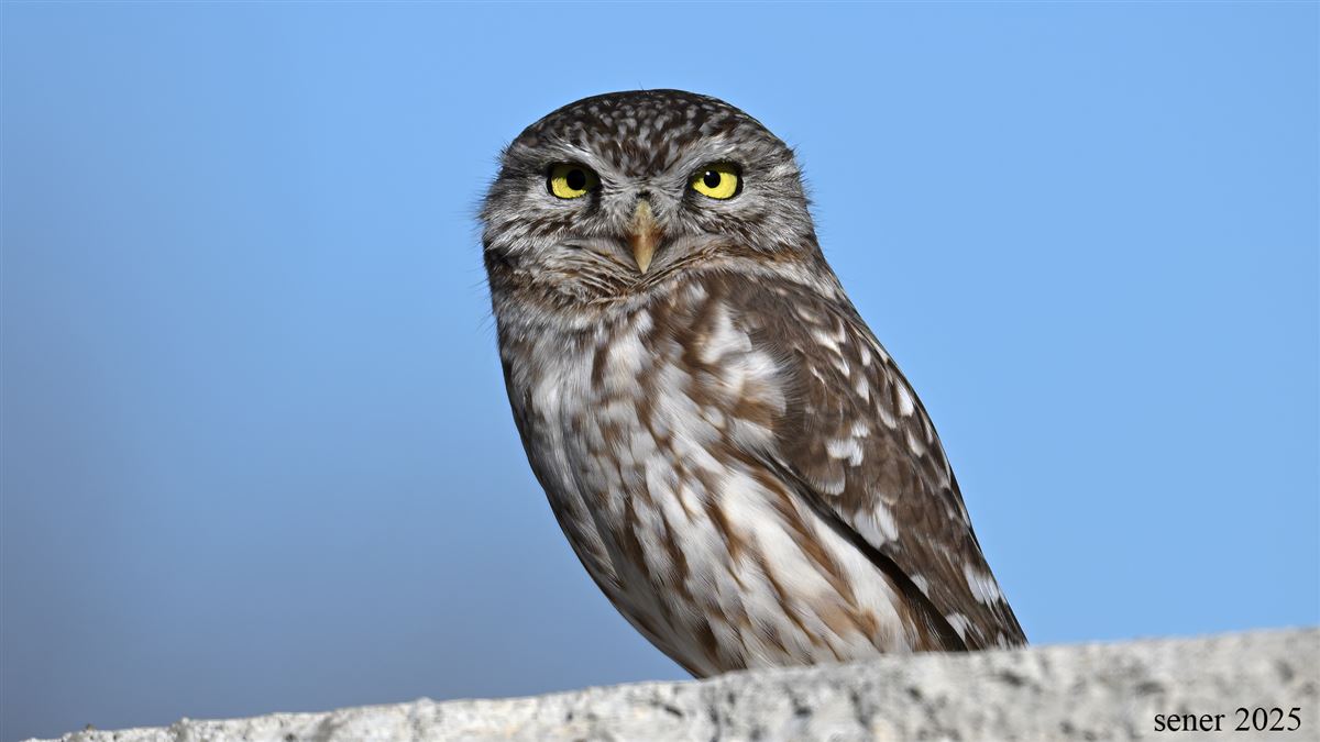 Little Owl