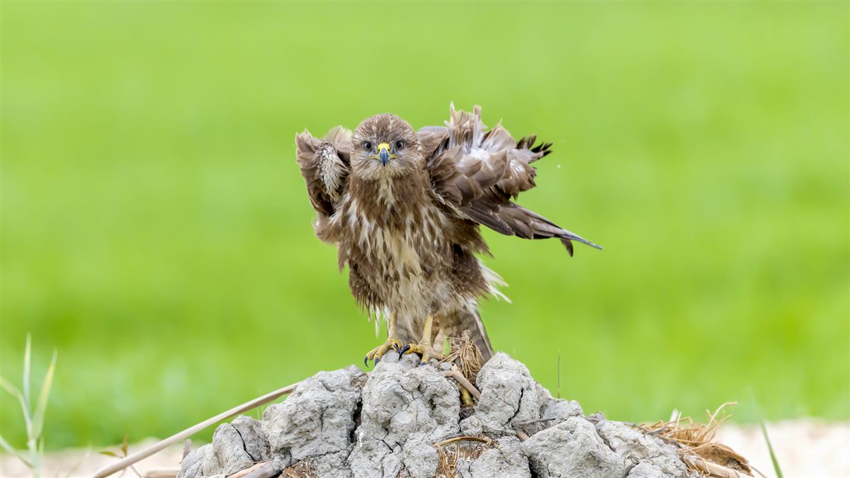 Common Buzzard