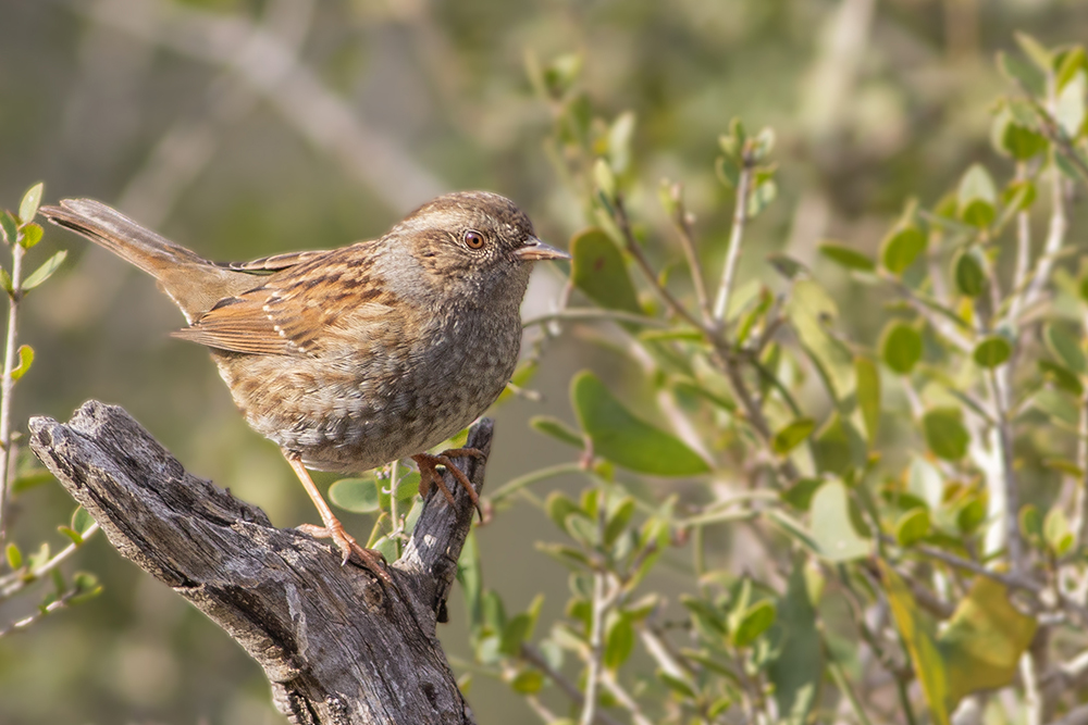 Dunnock