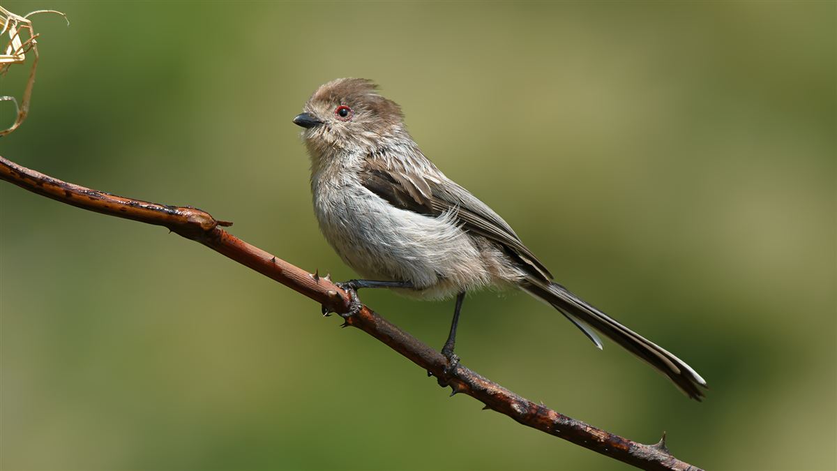 Long-tailed Tit