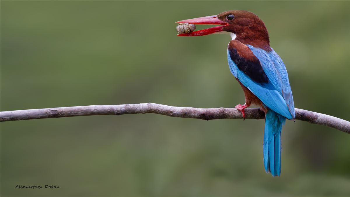 White-throated Kingfisher