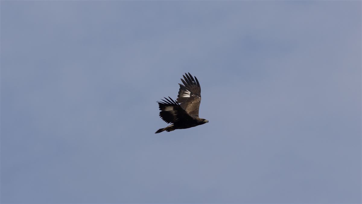 Golden Eagle