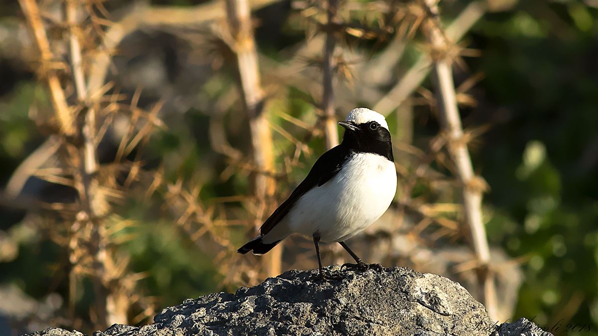 Finsch`s Wheatear