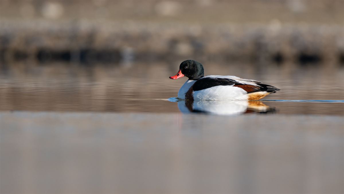 Common Shelduck