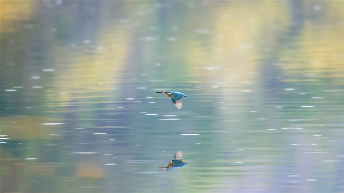 Common Kingfisher