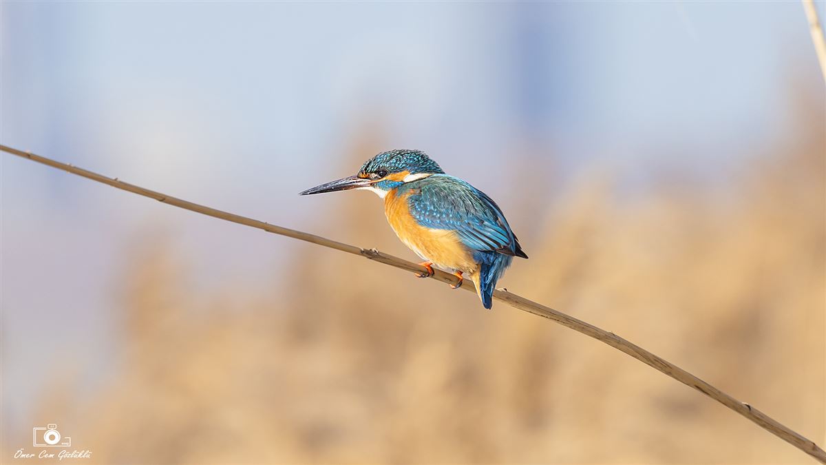 Common Kingfisher