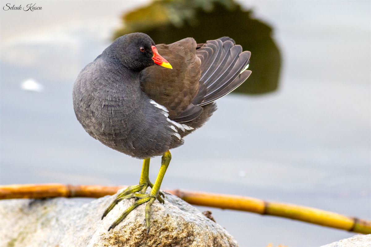 Common Moorhen