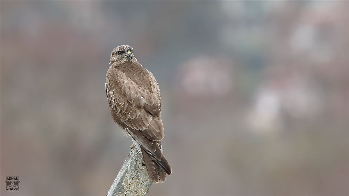 Common Buzzard