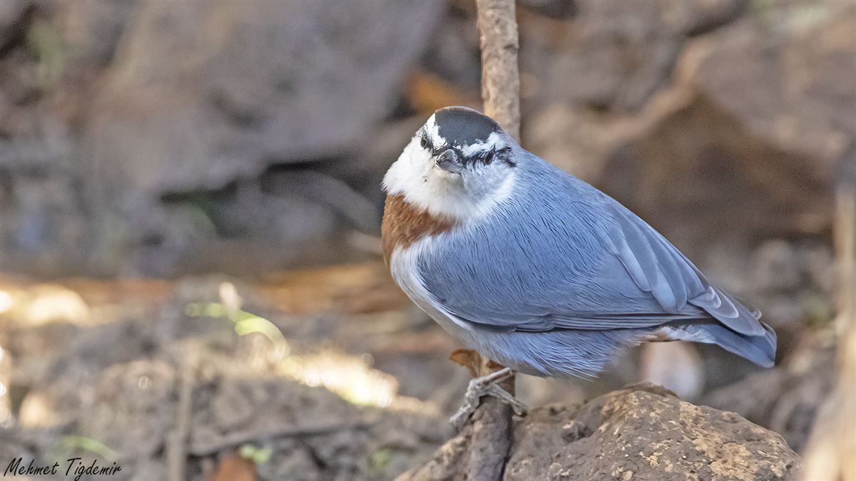 Krüper`s Nuthatch