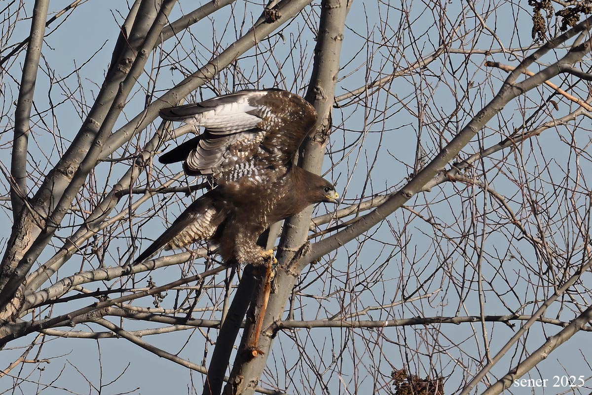 Common Buzzard