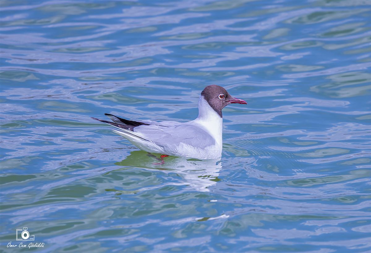 Black-headed Gull