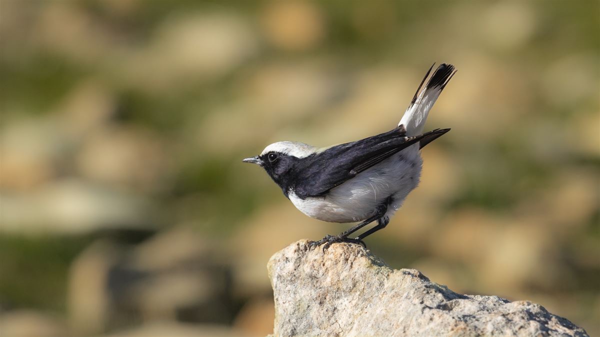 Finsch`s Wheatear
