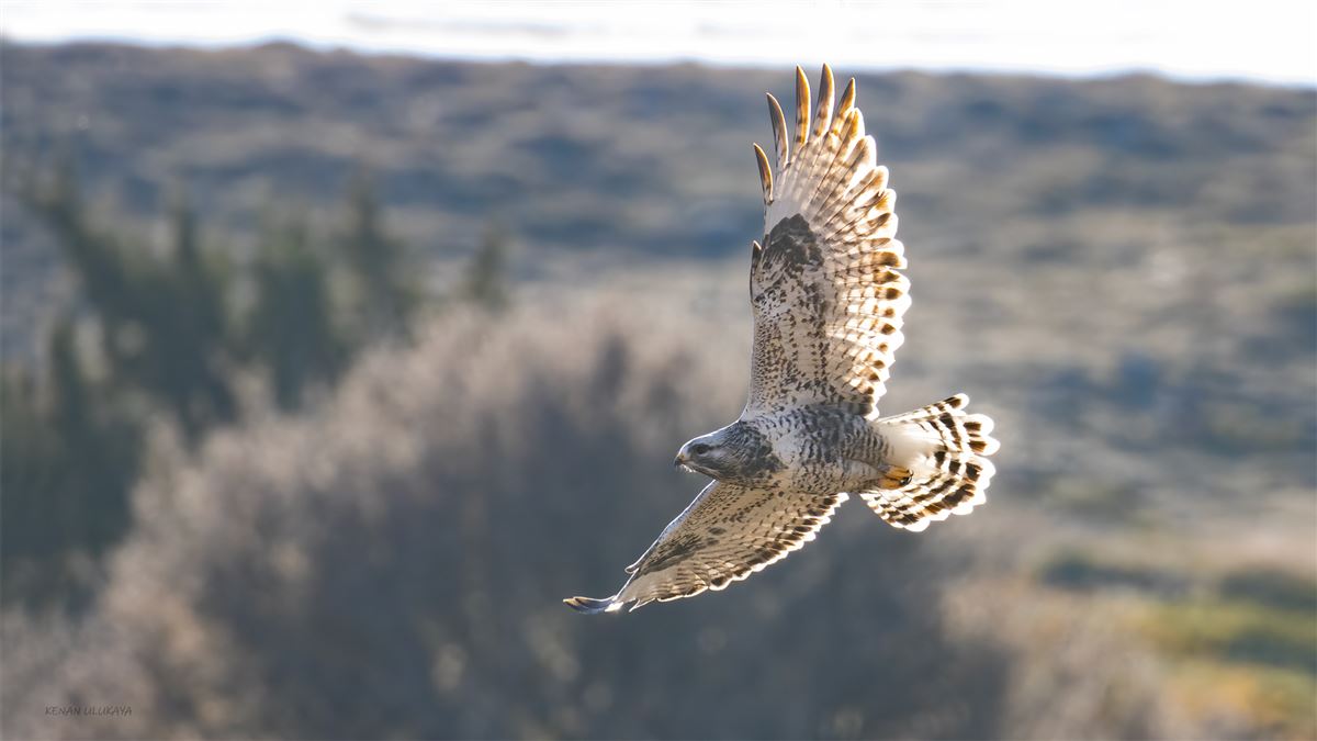 Rough-legged Buzzard