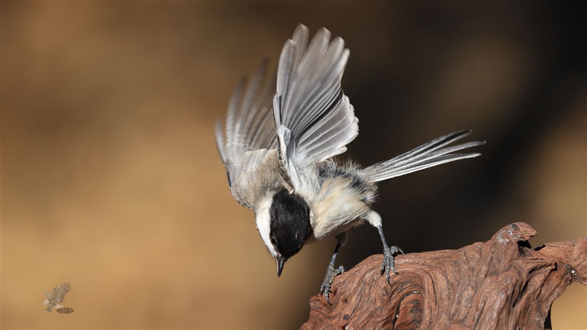 Sombre Tit