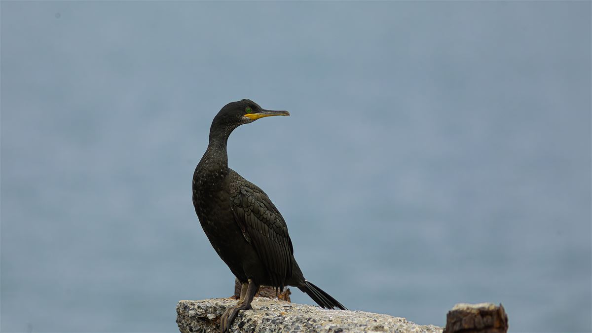 European Shag