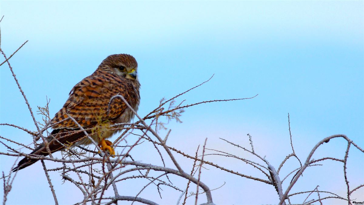 Common Kestrel
