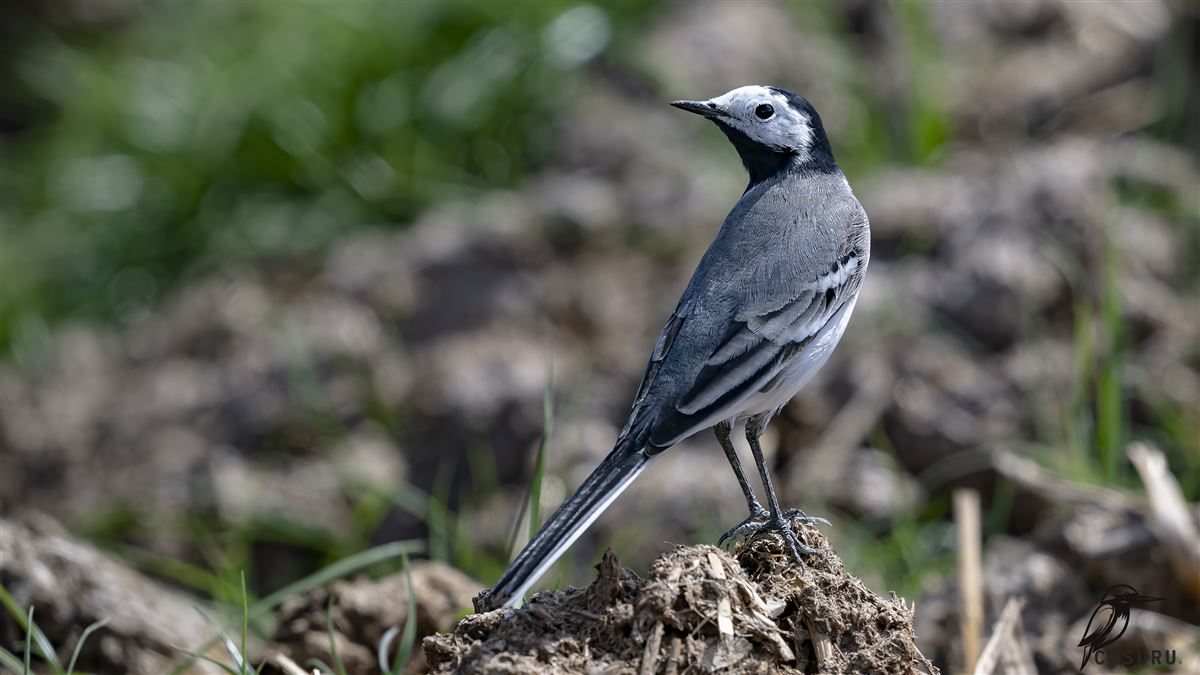 White Wagtail