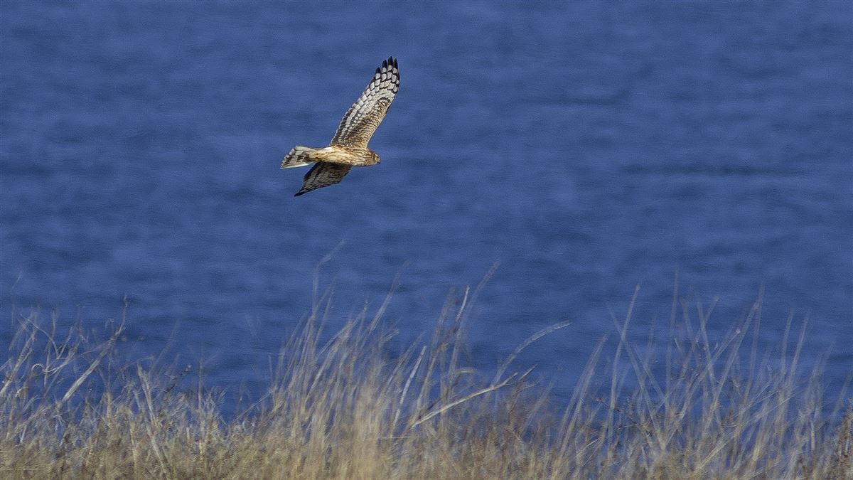Hen Harrier