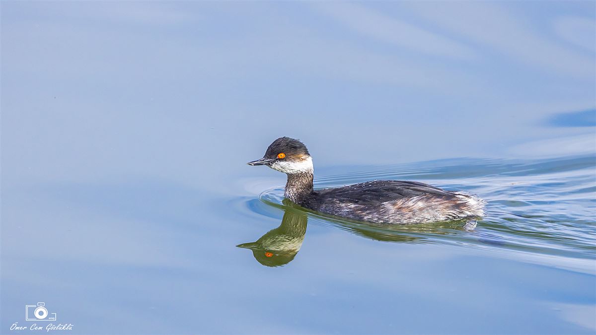 Black-necked Grebe