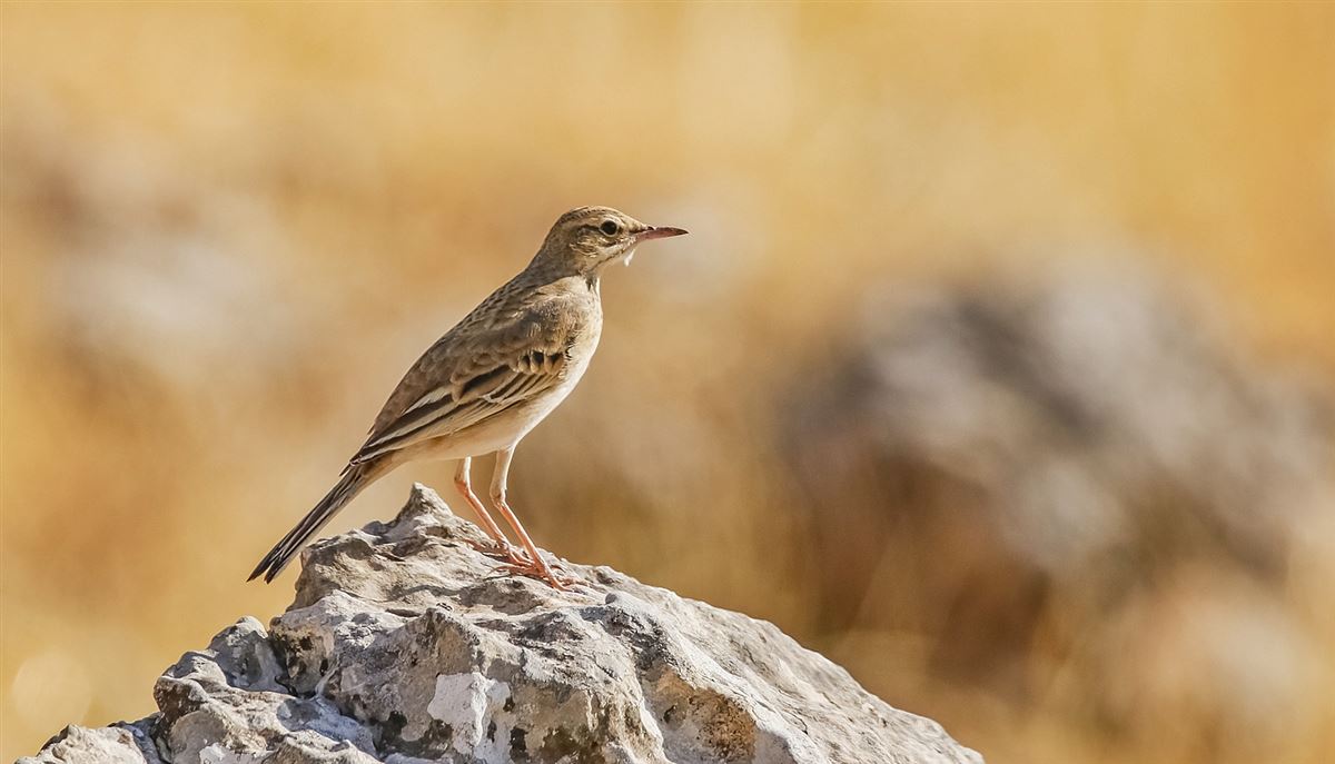 Tawny Pipit