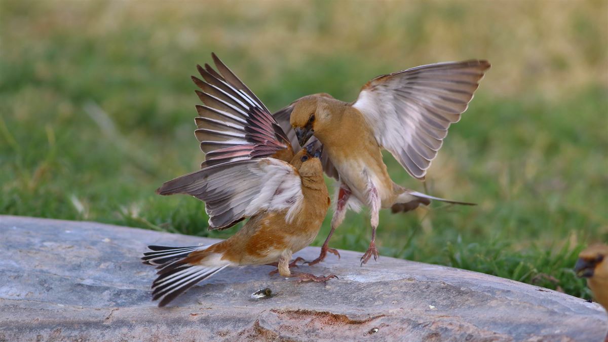 Desert Finch