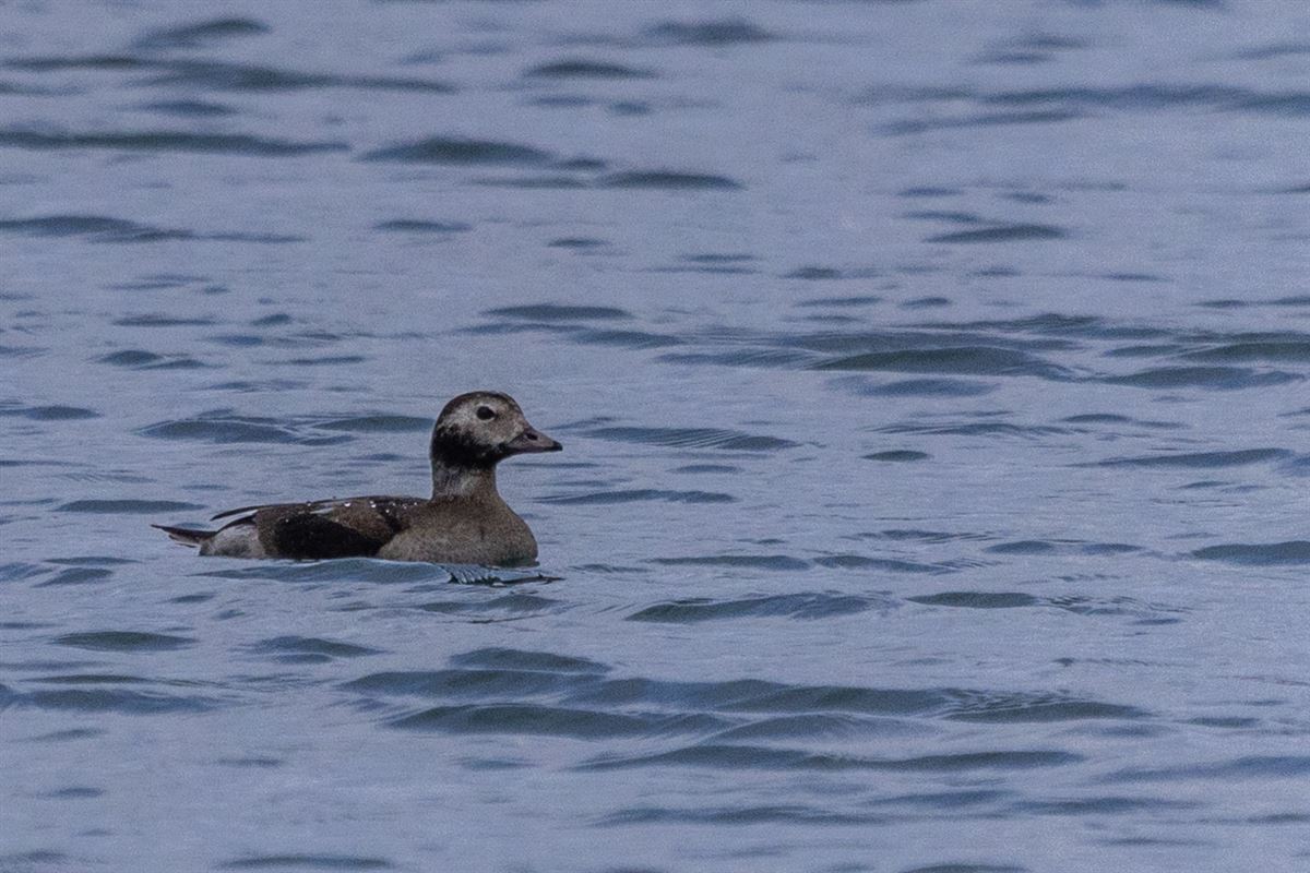 Long-tailed Duck