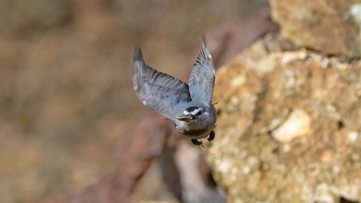 Krüper`s Nuthatch