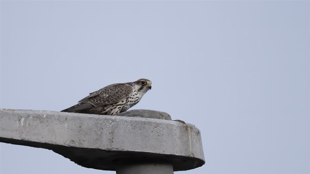 Saker Falcon