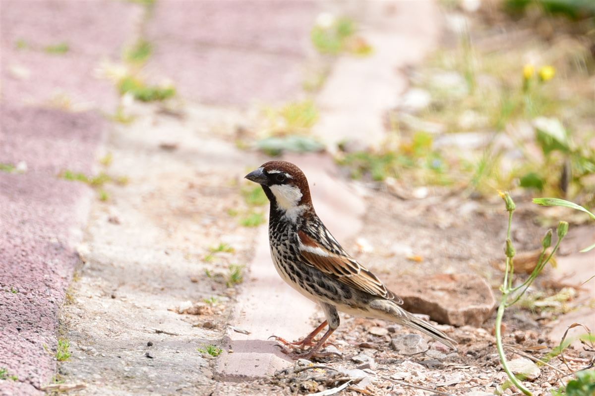 Spanish Sparrow