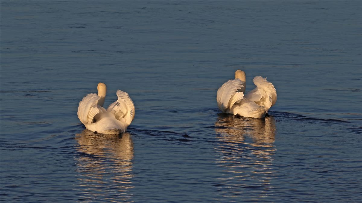 Mute Swan